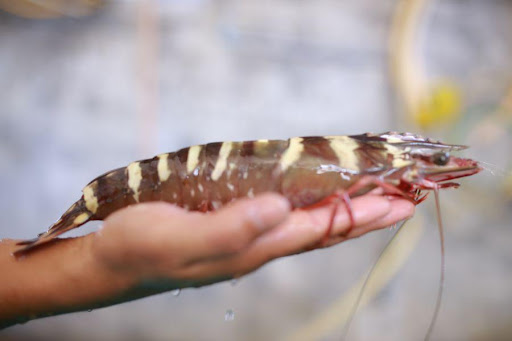 Ấn Độ tăng nhập khẩu tôm giống bố mẹ trong nửa đầu năm nay