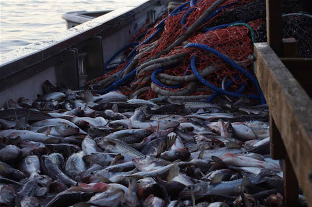 Mỹ: Xuất khẩu cá minh thái Alaska tăng trong tháng 8/2021