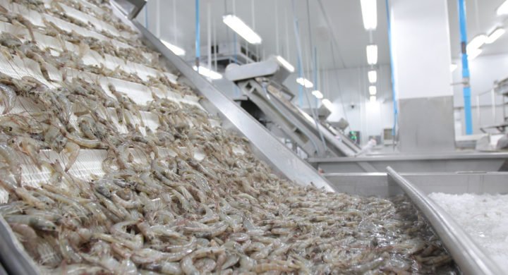 Thái Lan: Giá tôm tăng do ảnh hưởng bão lũ, giá cước vận tải cao