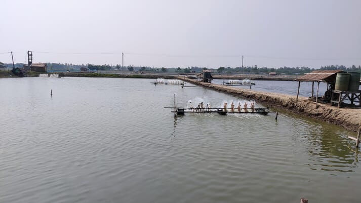 Ấn Độ: Nguồn cung tôm cỡ lớn dự kiến vẫn thấp đến năm 2022