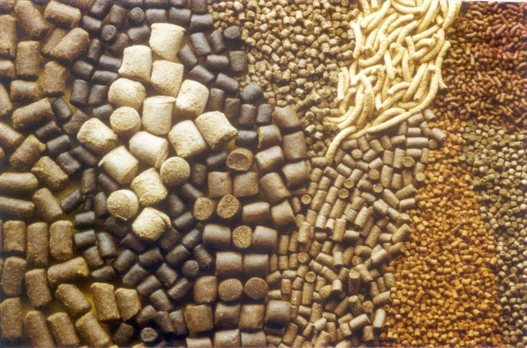 Trung Quốc: Thiếu điện khiến các nhà máy tăng giá thức ăn thủy sản