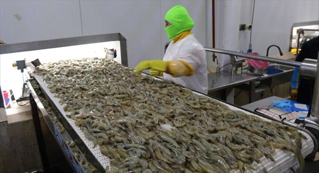 Ecuador: Chi phí sản xuất tăng đẩy giá tôm tăng trở lại