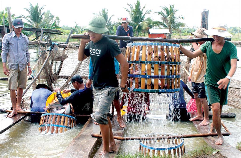 Can Tho province: Pangasius production reaches 97,000 tons