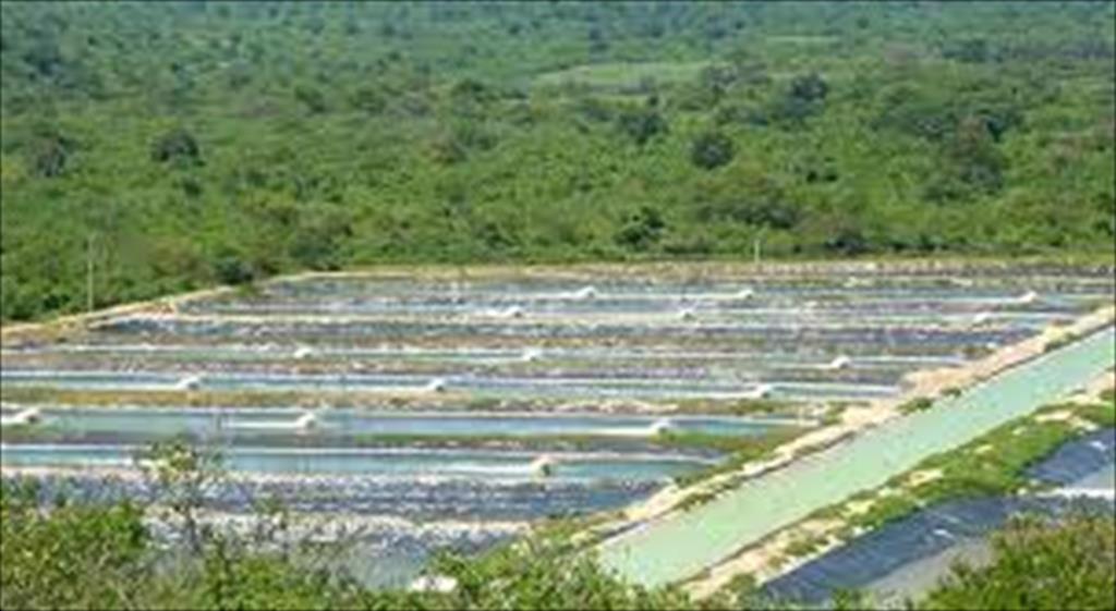 Ecuador: Xuất khẩu tôm tăng trong quý III/2021