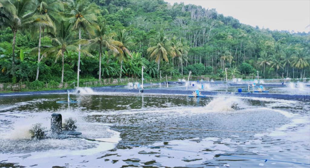 Indonesia: Giá tôm nguyên liệu tăng, công ty chế biến tăng mua  