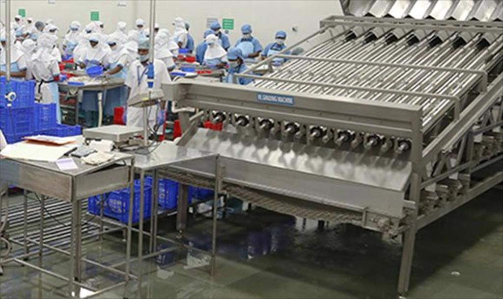 Ấn Độ: Giá tôm nguyên liệu vẫn ở mức cao trong tuần thứ 7 liên tiếp 