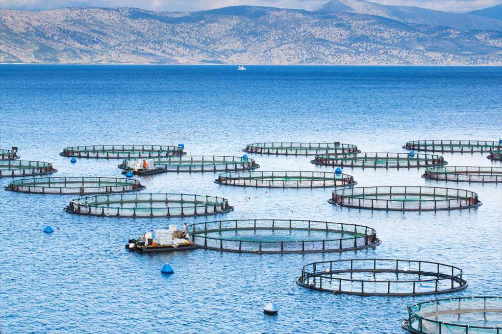 Project on marine aquaculture development till 2030 approved
