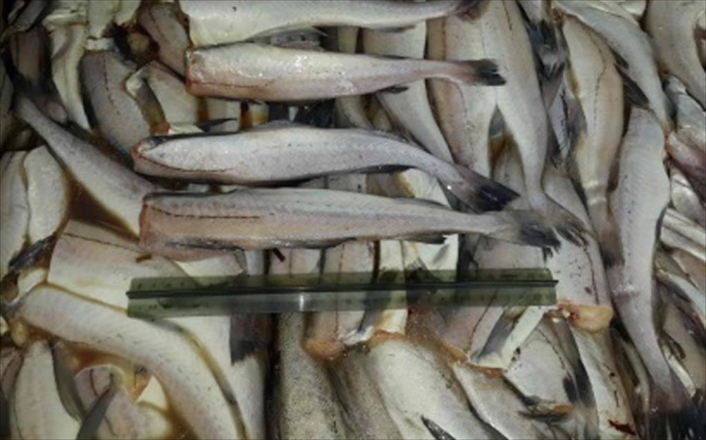 GAPP đưa ra thông điệp bền vững, trọng tâm của ngành surimi 2022