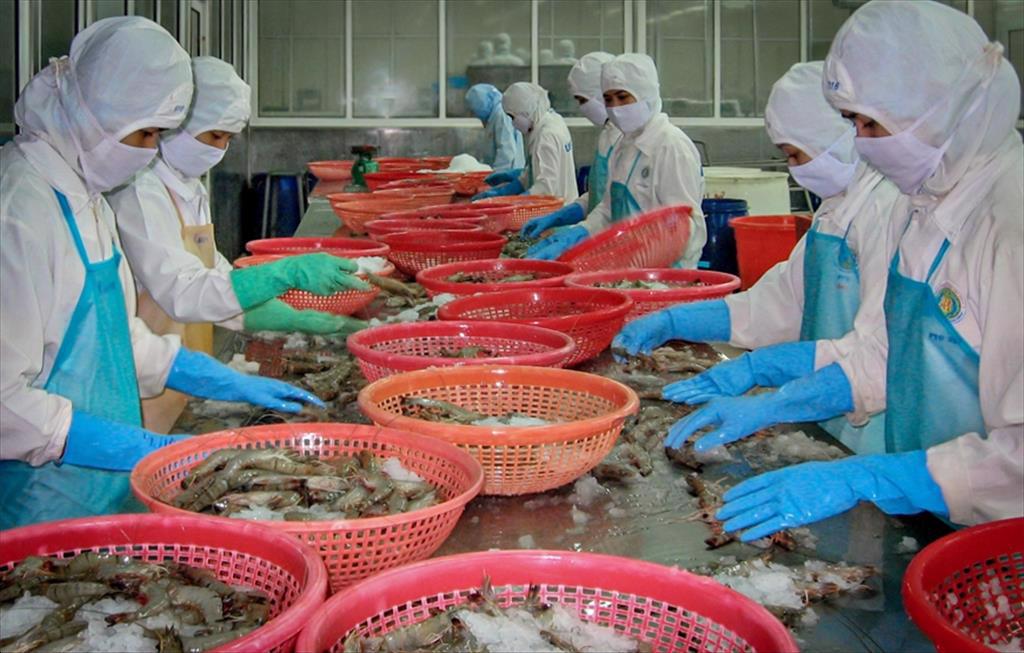 Doanh nghiệp ngành tôm ở Đồng bằng sông Cửu Long: Thiếu hụt lao động và khan hiếm nguồn hàng