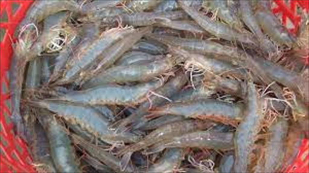 Shrimp and rice help Soc Trang province achieve export turnover exceeding 1 billion USD