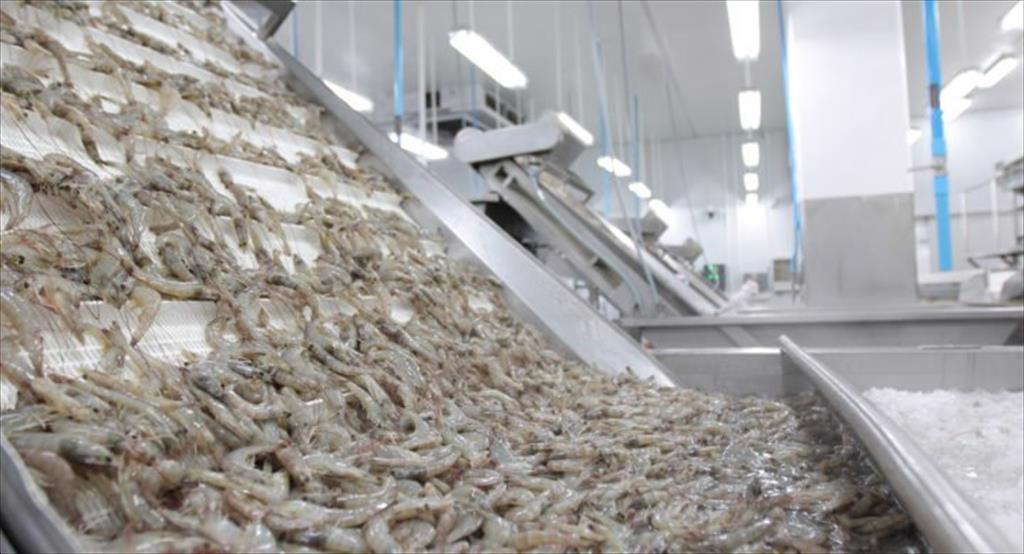 Thái Lan: Giá tôm nguyên liệu dự kiến tiếp tục tăng đến cuối năm 