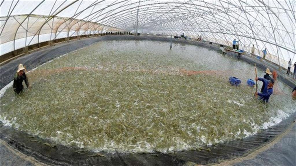 Bạc Liêu phát triển nghề nuôi tôm gắn với bảo vệ môi trường