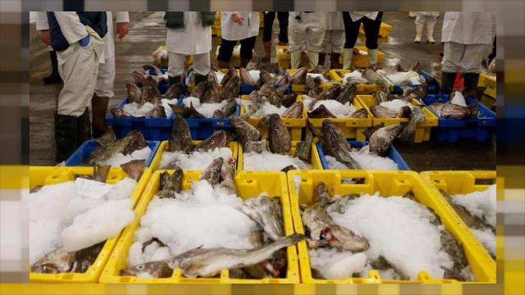 EU: Nhập khẩu cá haddock đông lạnh từ Na Uy giảm mạnh trong quý 3/2021