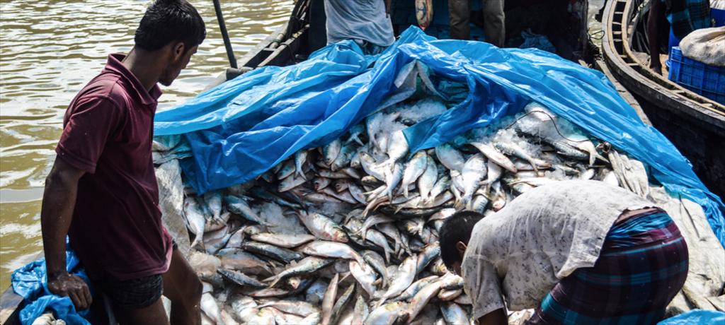 Các tàu đánh bắt IUU tại PNG chủ yếu là khai báo sai 
