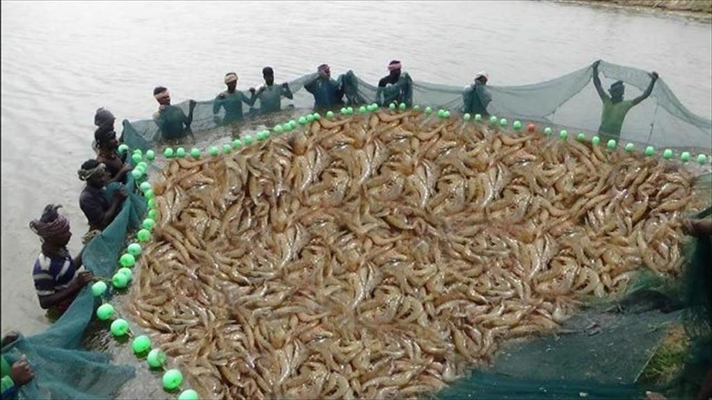 Ấn Độ: Giá tôm nguyên liệu tiếp tục tăng đến cuối năm