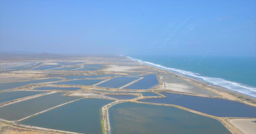 Trung Quốc: Giá tôm chân trắng nguyên liệu giảm xuống mức thấp nhất trong 7 năm