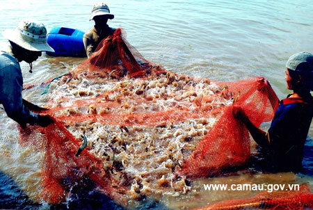 Ban hành Quy chế kiểm soát chỉ dẫn địa lý “Cà Mau” cho sản phẩm tôm sú của tỉnh Cà Mau