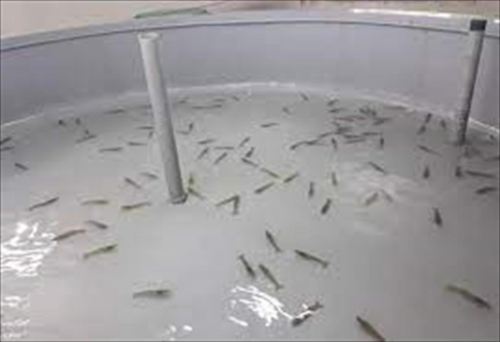 Ấn Độ tăng nhập khẩu tôm bố mẹ trong nửa đầu năm nay