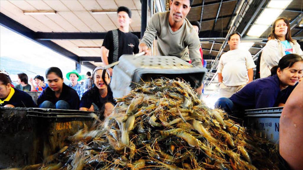 Thái Lan: Giá tôm nguyên liệu tiếp tục tăng