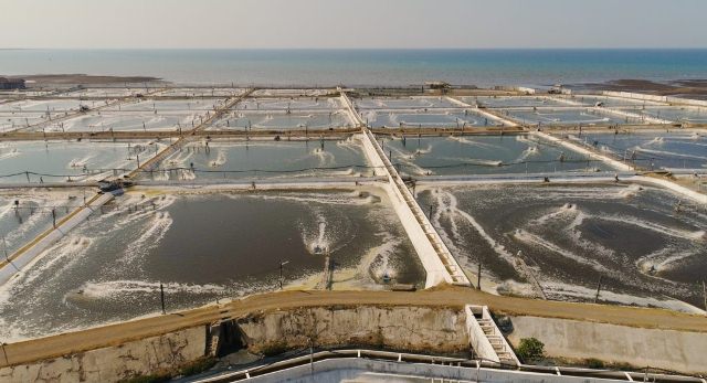 Indonesia: Giá tôm nguyên liệu tăng ở Tây Nusa Tenggara, ổn định ở Đông và Trung Java