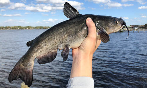 Cá da trơn có thể giải quyết được thách thức về thực phẩm ở Châu Phi không?