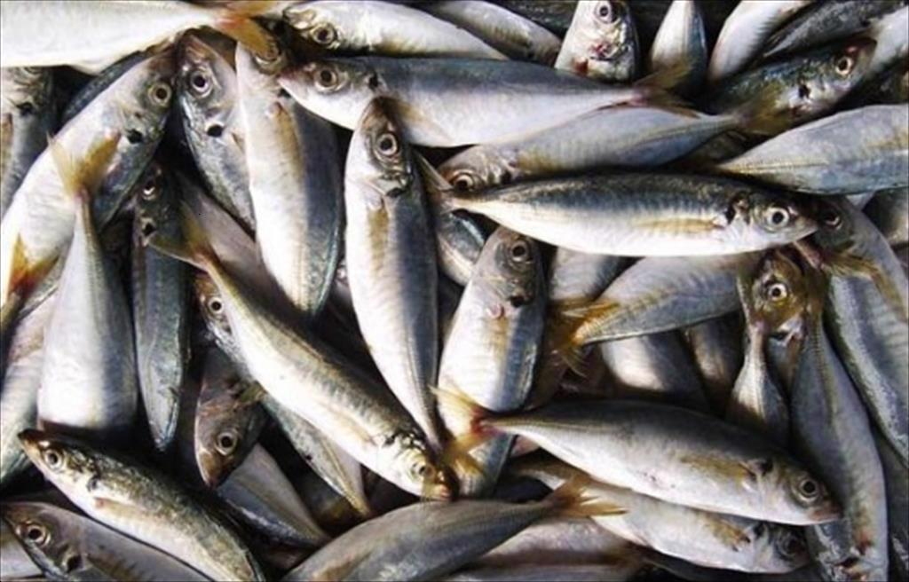 Tháng 10/2021: Xuất khẩu thuỷ sản sang Phillippin tăng gấp hơn 5 lần