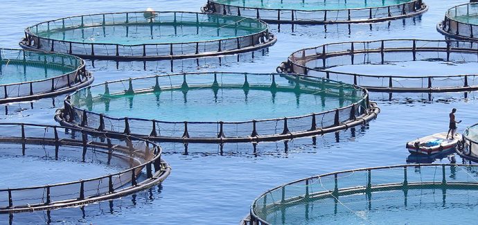 Sản lượng cá nuôi toàn cầu sẽ tăng trưởng chậm lại vào năm 2022