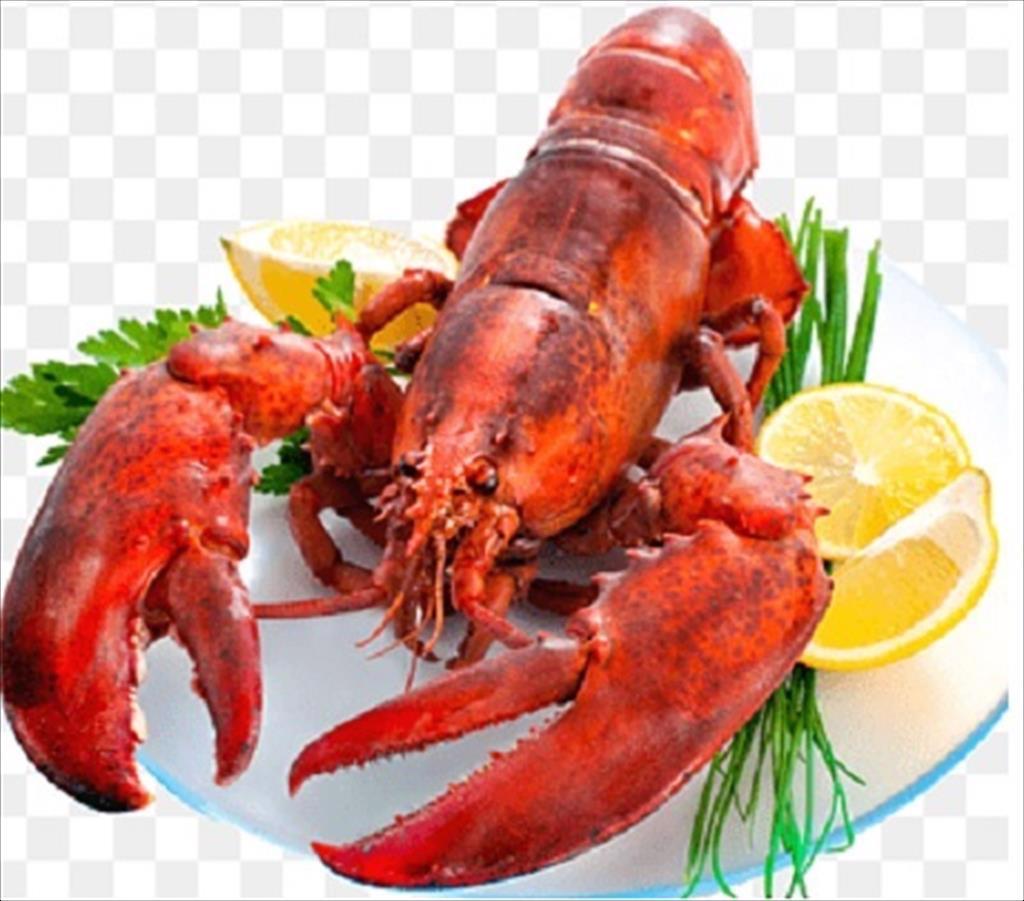  Australia: Giá tôm hùm giảm mạnh vì lệnh cấm của Trung Quốc