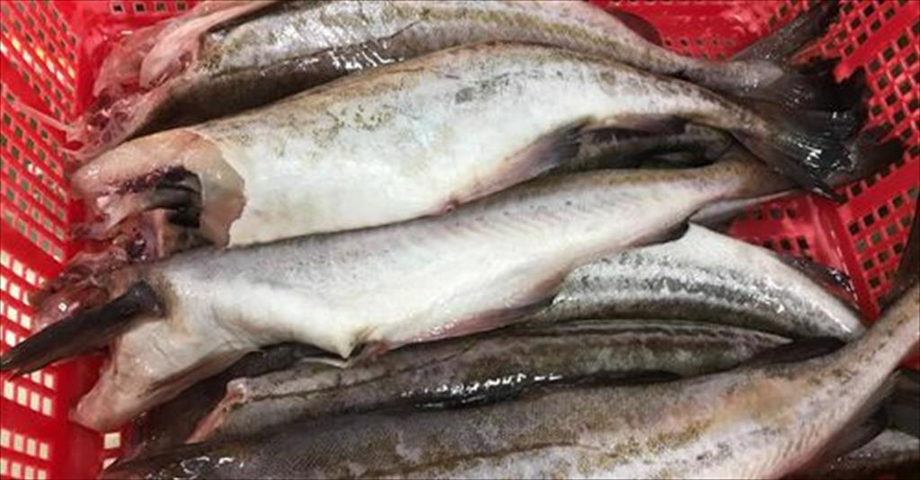 Nga có thể thay thế Trung Quốc cung cấp cá minh thái cho các nước EU