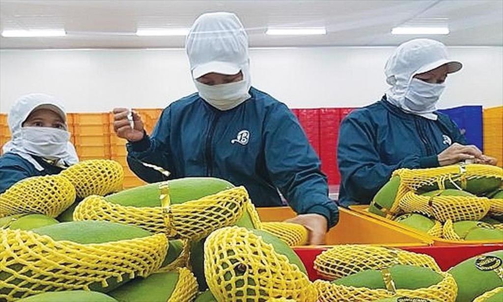 Xuất khẩu nông sản sang EU: Tăng tuân thủ quy định để tăng cơ hội 