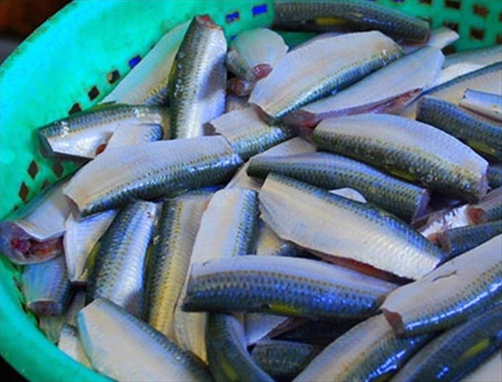 Tiềm năng thị trường cá nổi lớn hơn