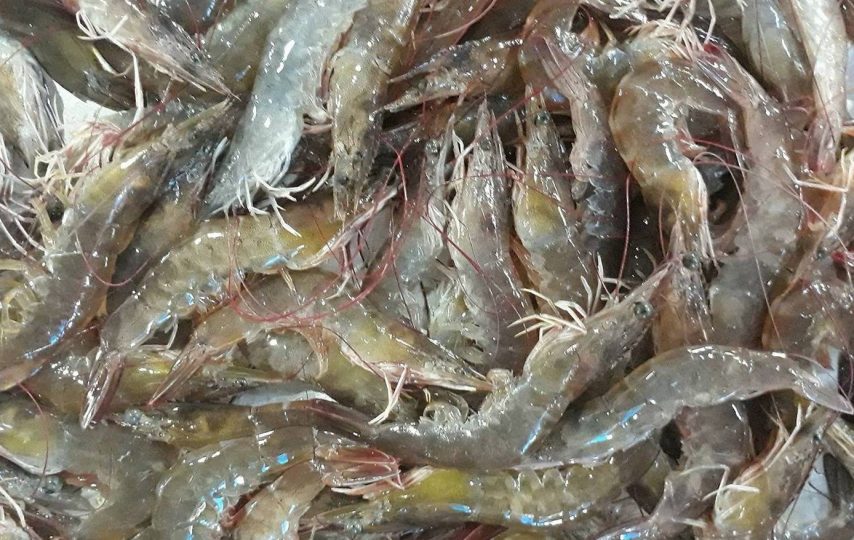 Tin vắn ngành tôm, tuần từ 29/11- 3/12/2021