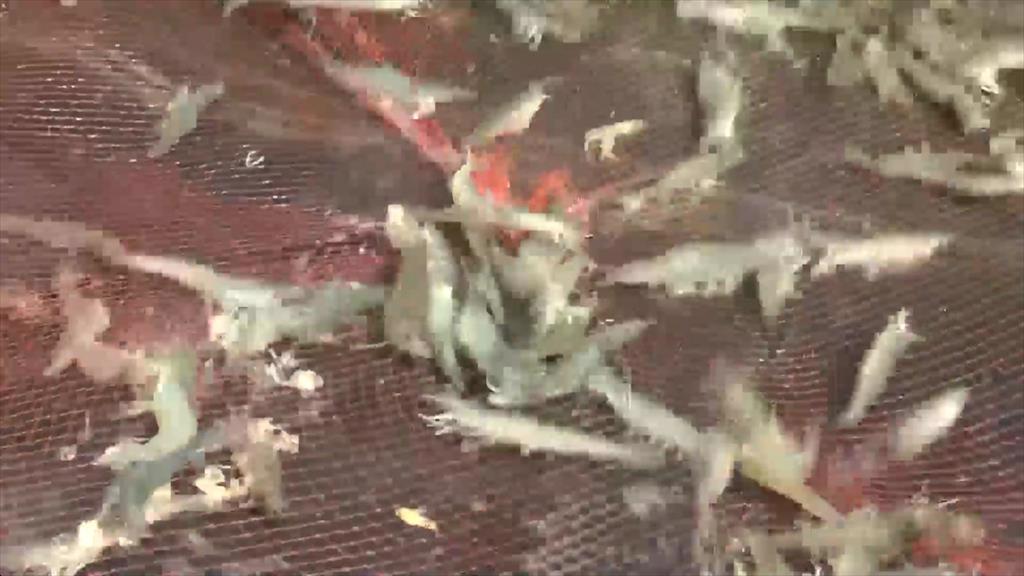 Cà Mau: Tháng 11/2021, sản lượng thủy sản đạt gần 762 ngàn tấn