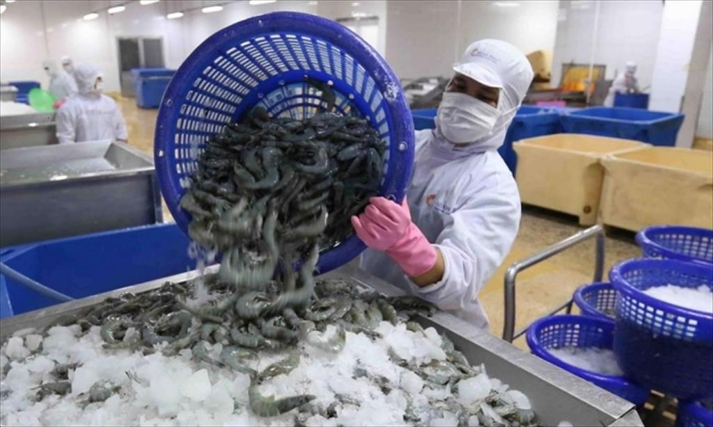 Chuyện vịt thời đại dịch  