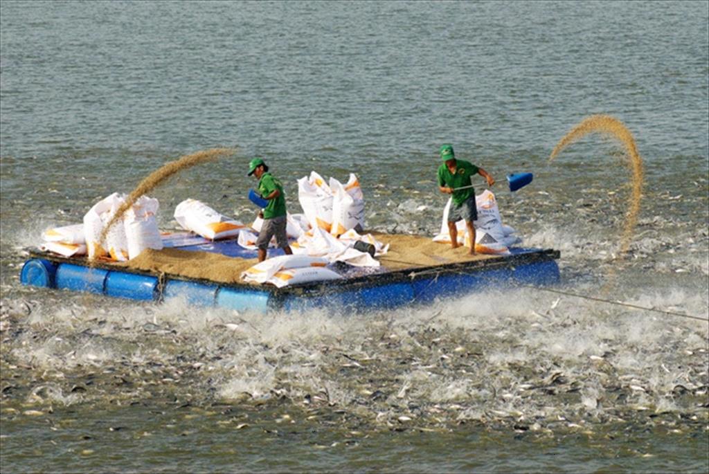 An Giang province focuses on developing key seafood products