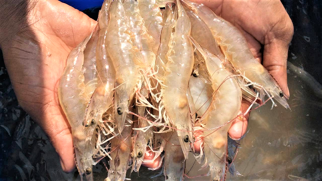 FAO: Thị trường tôm thế giới nửa đầu năm 2021, dự báo 