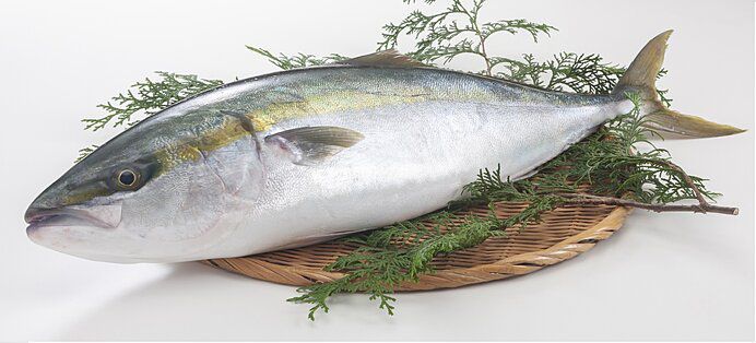 Xuất khẩu cá của Nhật Bản phục hồi