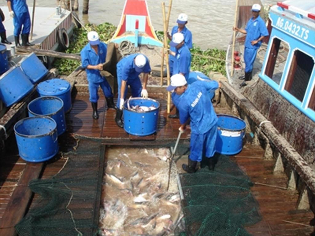 Xuất khẩu cá tra “nhọc nhằn” về đích cuối năm 