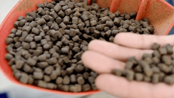 Sản lượng bột cá tăng 5% và dầu cá tăng 8%