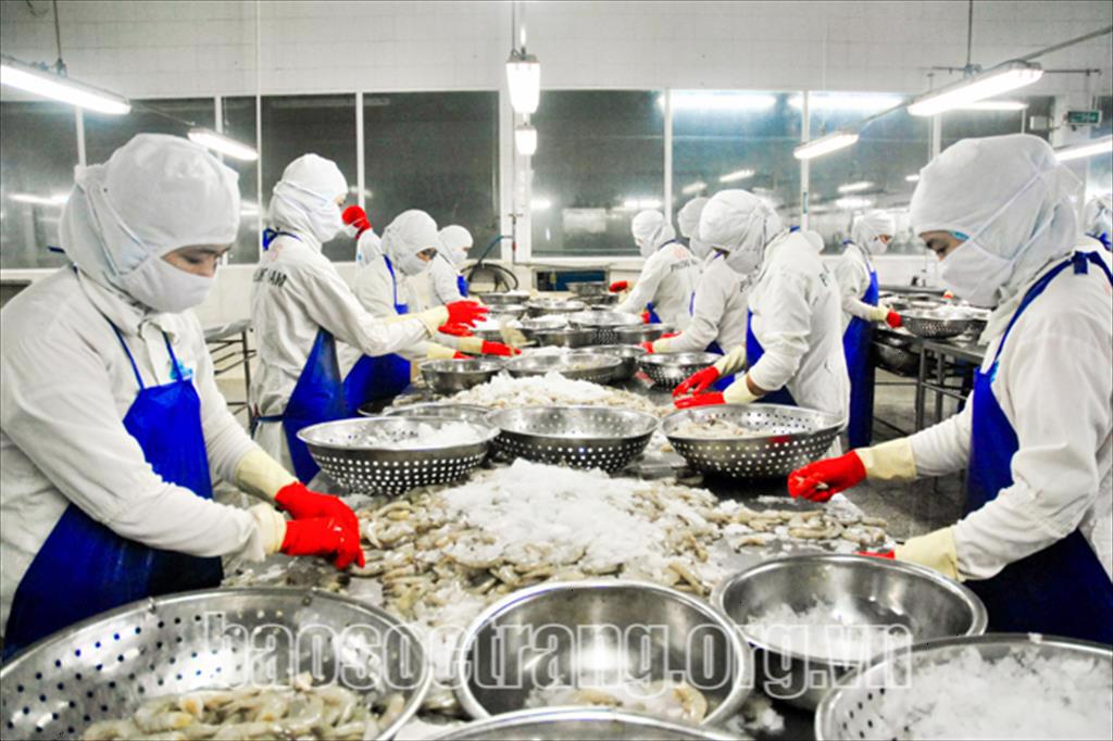 Sóc Trăng: Doanh nghiệp ngành tôm - Nỗi lo chưa dừng lại 