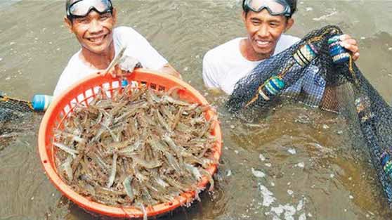 Philippines: Sản lượng tôm năm 2021 giảm nhẹ