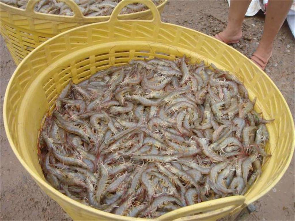 Xuất khẩu tôm của Thái Lan 10 tháng đầu năm 2021 tăng gần 9%