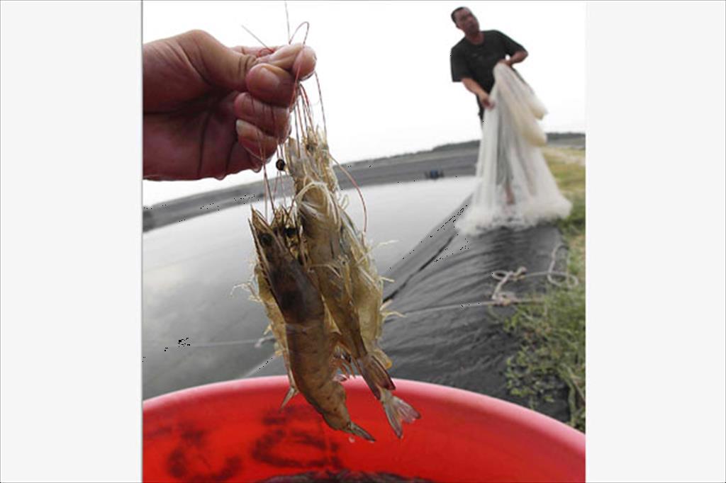 Quảng Đông (Trung Quốc): Giá tôm nguyên liệu tăng trong tuần đầu tiên của tháng 12