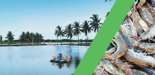 Mỹ: Giá trị nhập khẩu tôm tăng 17% trong tháng 10/2021 