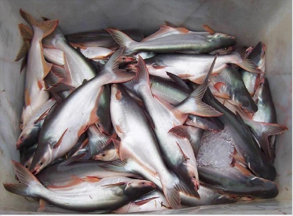 Cá tra Campuchia rộng cửa vào thị trường Trung Quốc