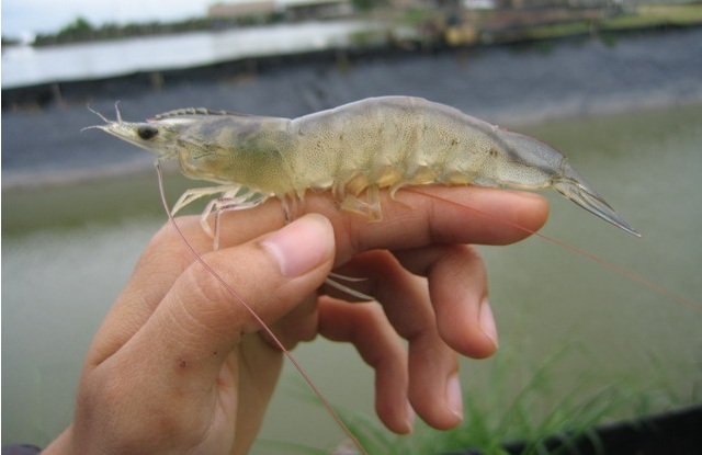 Tổng hợp tin tôm, tuần từ ngày 13-17/12/2021