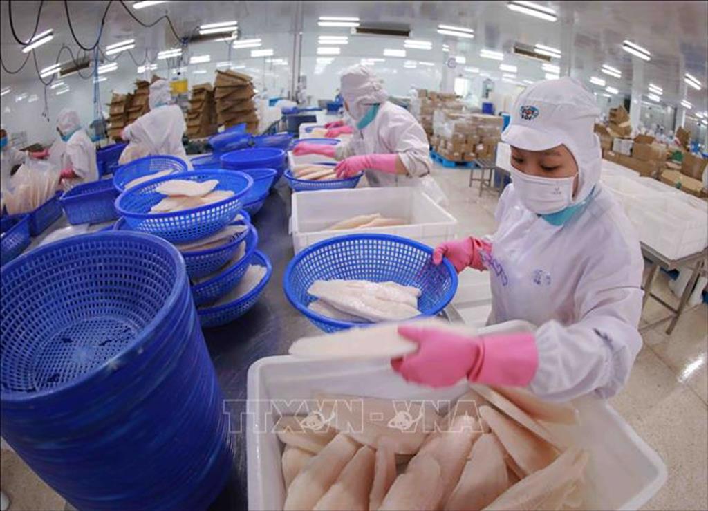 Xuất khẩu cá tra giữ vững mục tiêu dù gặp khó do dịch COVID-19