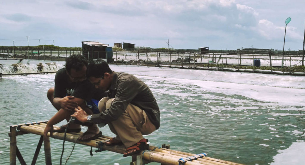 Indonesia: Giá tôm giảm trở lại tại các vùng sản xuất chính