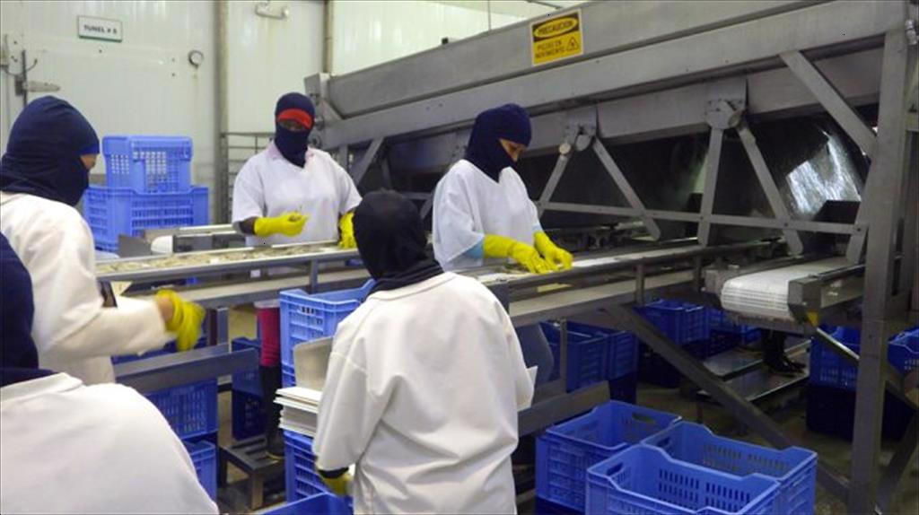 Ecuador: Xuất khẩu tôm tăng mạnh trong tháng 11/2021 