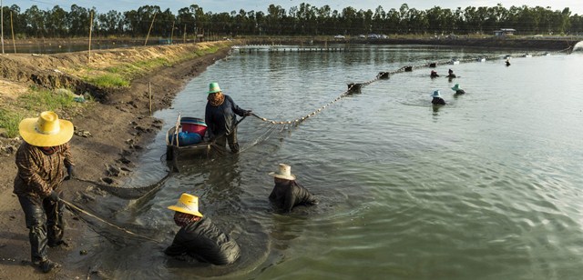 Thái Lan: Giá tôm tiếp tục tăng trong tuần 50 